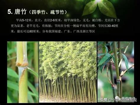 觀賞竹品種 混元禪師老婆